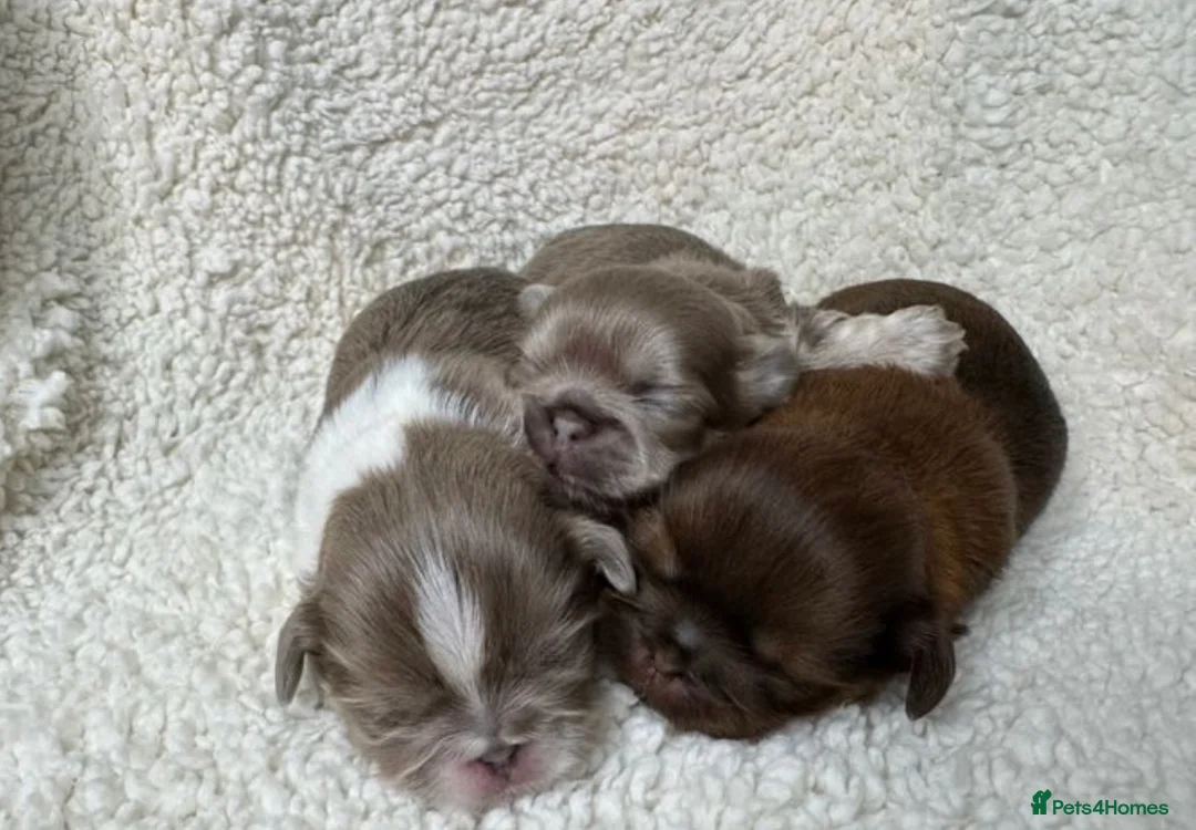 Shih Tzu dogs for stud: WAFFLES Karashishi Imperial Shihtzu for stud   in Liverpool - Advert 5