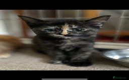 Mixed Breed cats for sale: Beautiful kittens  - Image 14