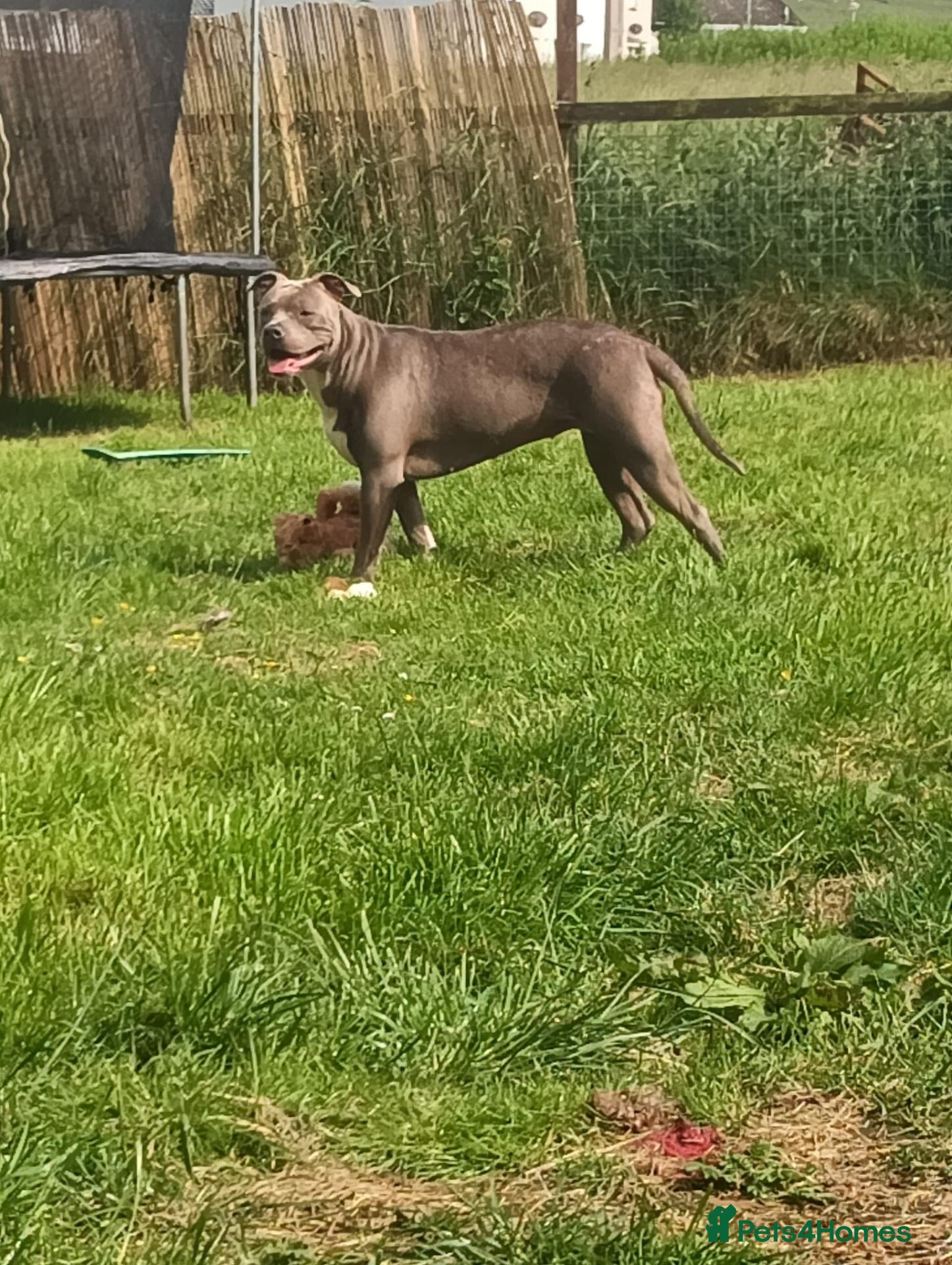American Bully dogs Dog/ puppy looking for good home  - Advert 2