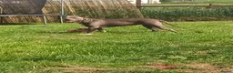 American Bully dogs for sale: Dog/ puppy looking for good home  in Lanark - Advert 1
