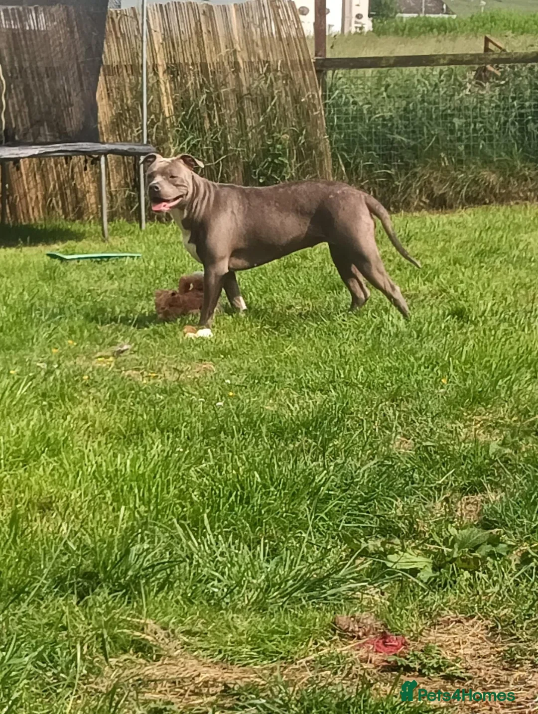 American Bully dogs for sale: Dog/ puppy looking for good home  in Lanark - Advert 1