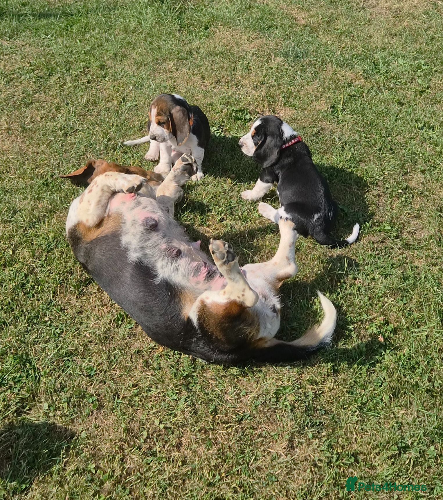 Basset Hound dogs KC BASSET HOUND PUPPIES FROM HEALTH TESTED PARENTS - Advert 2