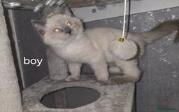Ragdoll cats for sale: 2 ragdoll boys - Image 3