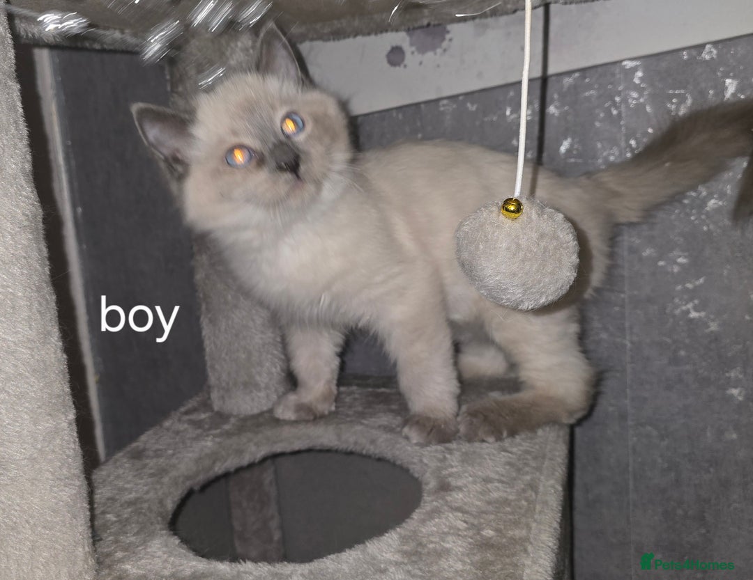 Ragdoll cats for sale: 2 ragdoll boys - Image 3
