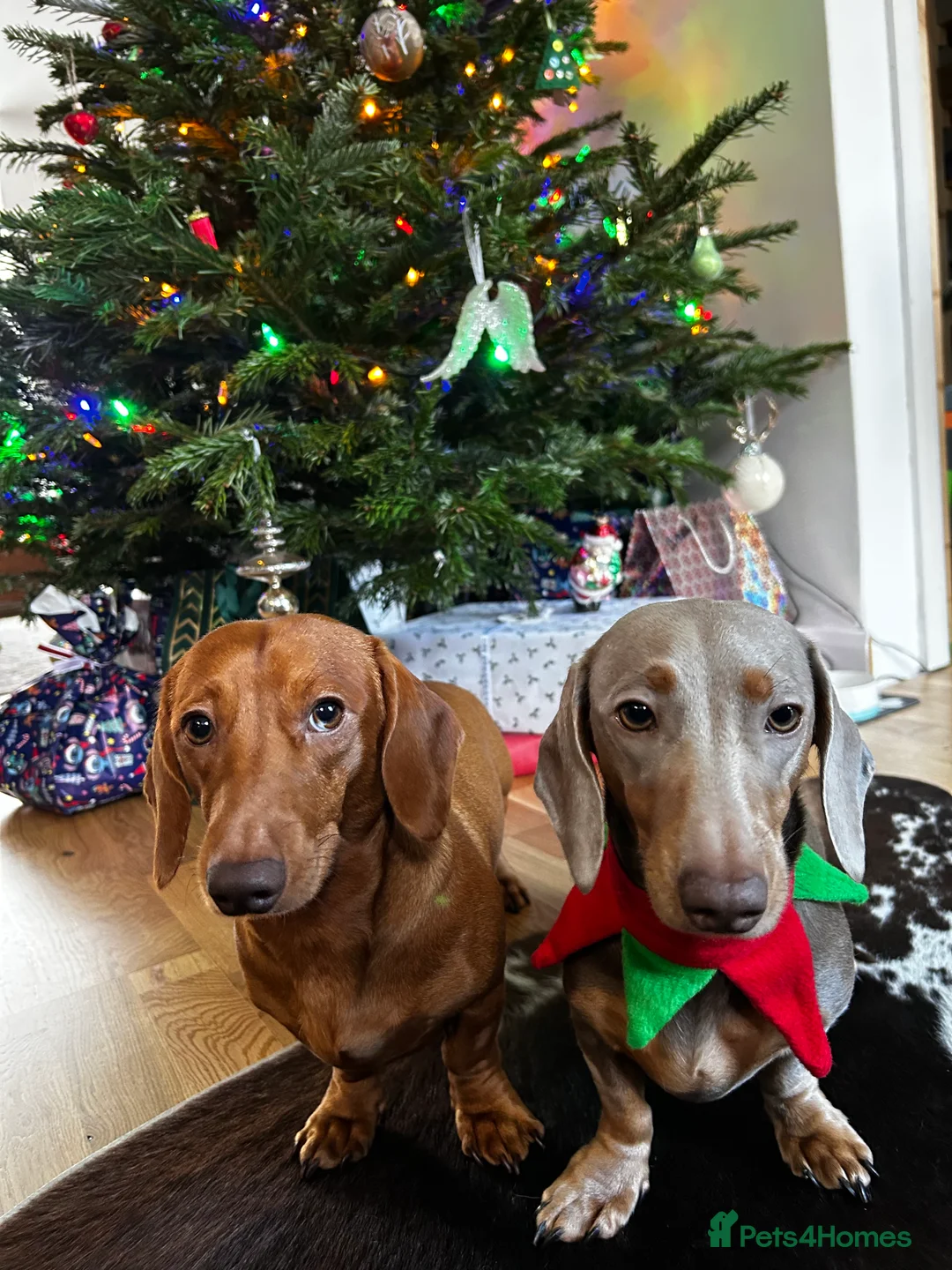 Miniature Dachshund dogs for sale: 2 Cute Mini Dachshund Brothers–Raised with Mum&Dad - Advert 3