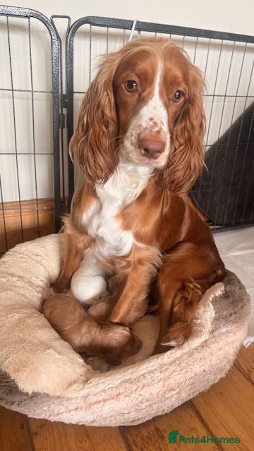 Cocker Spaniel dogs Cocker Spaniel Puppies - Advert 1