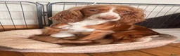Cocker Spaniel dogs for sale: Cocker Spaniel Puppies - Advert 1