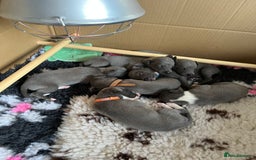 Whippet dogs for sale: One boy left, KC registered  - Image 10