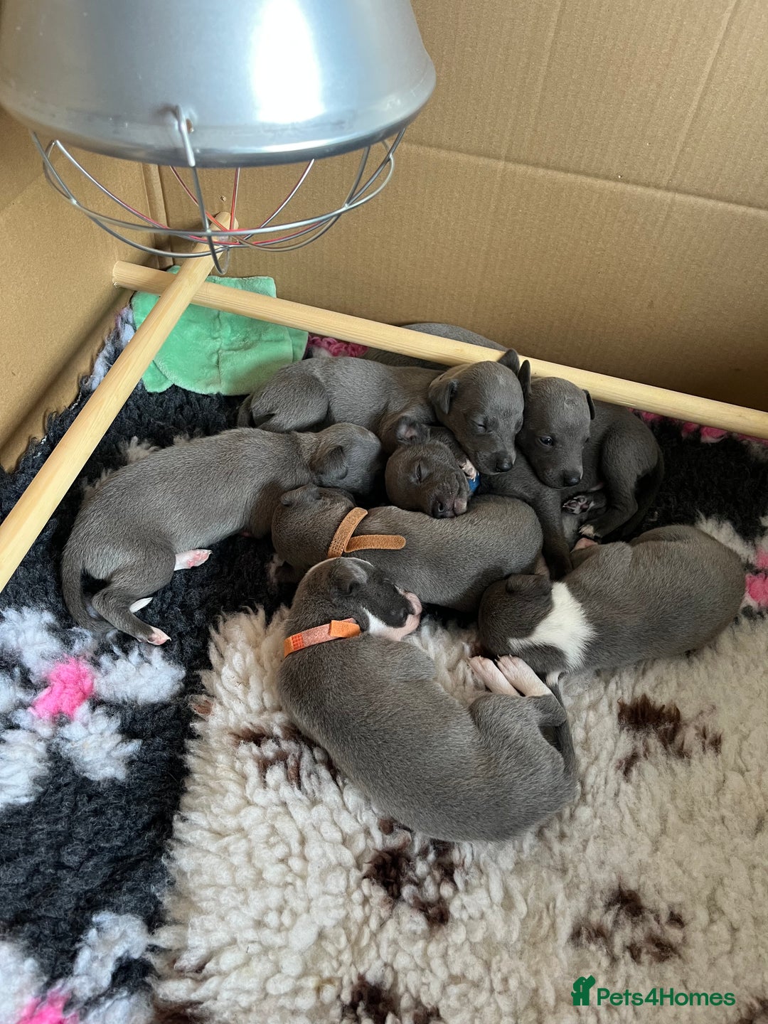 Whippet dogs for sale: One boy left, KC registered  - Image 10