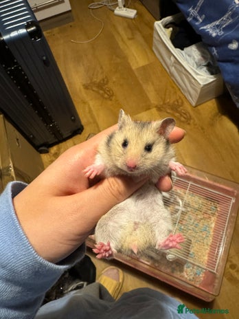 Hamster rodents - Advert 12