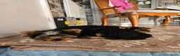Yorkshire Terrier dogs for sale: DWKC Yorkshire Terrier Boys ,Show KC Winner Dad - Advert 26