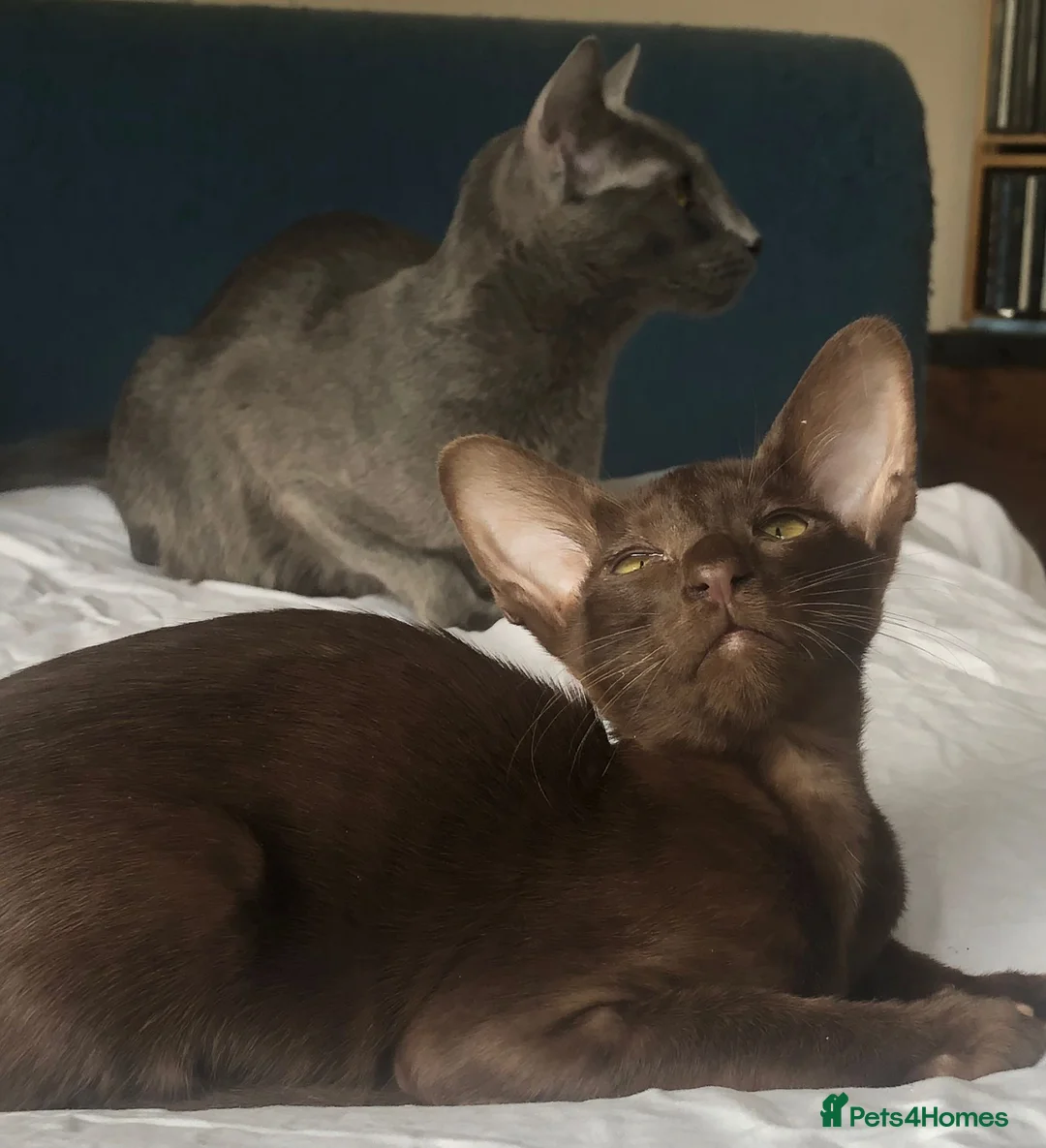 Oriental cats for sale: Stunning  Oriental kittens available - Advert 2