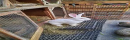 Continental Giant rabbits for sale: 8 Beautiful Pure Continental Giant Babies - Advert 14