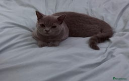 British Shorthair cats for sale: Male British shorthair kitten  - Image 3