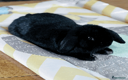 Mini Lop rabbits for sale: Adorable black mini lop bunny - Image 2