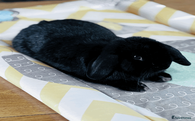 Mini Lop rabbits - Advert 1