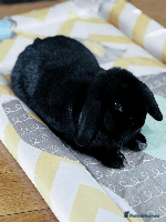Mini Lop rabbits - Advert 1