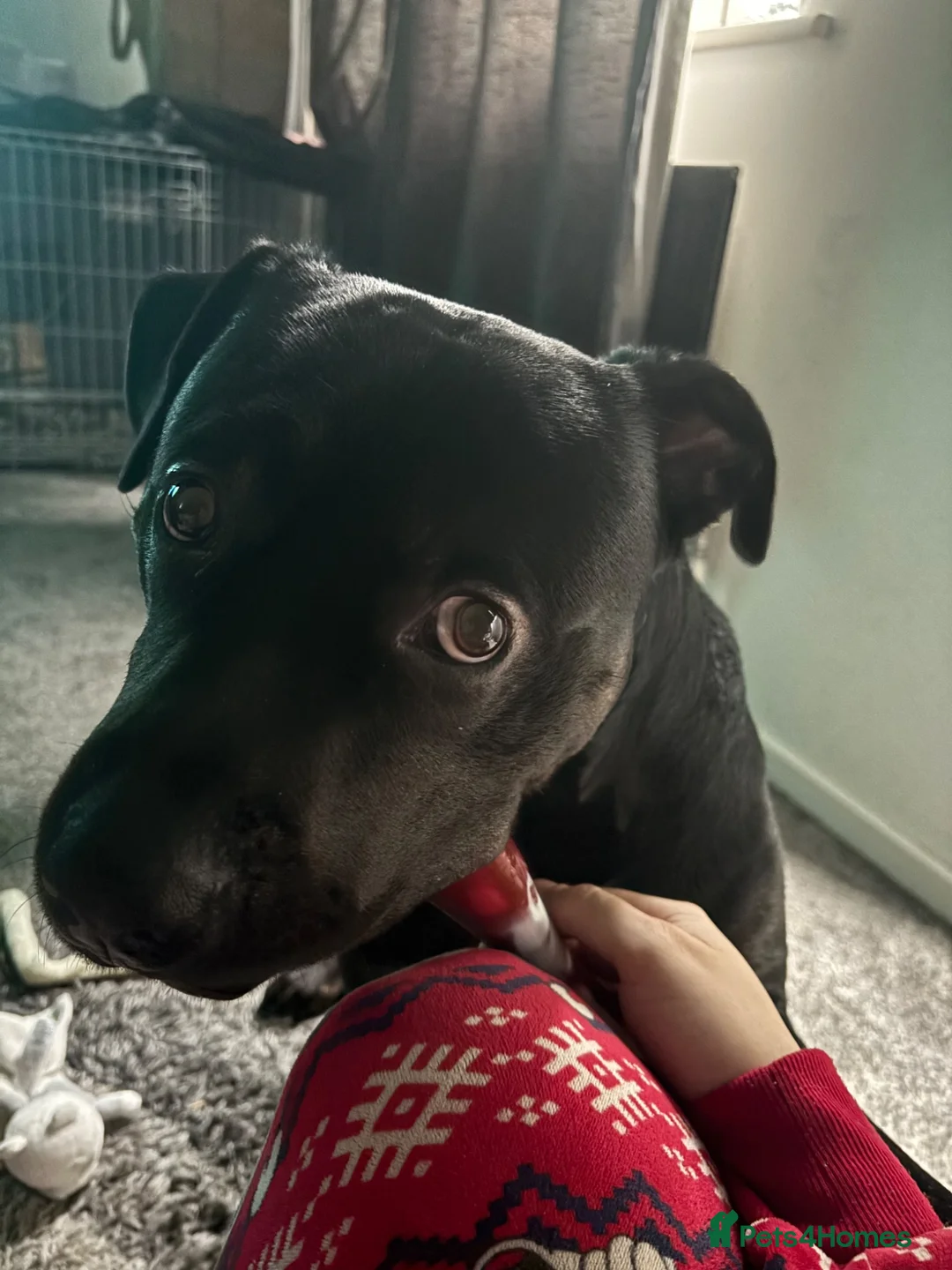 Mixed Breed dogs for sale: Staffy X Rottweiler in Whitchurch - Advert 4