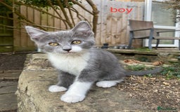 Mixed Breed cats for sale: beautiful kittens - Image 5