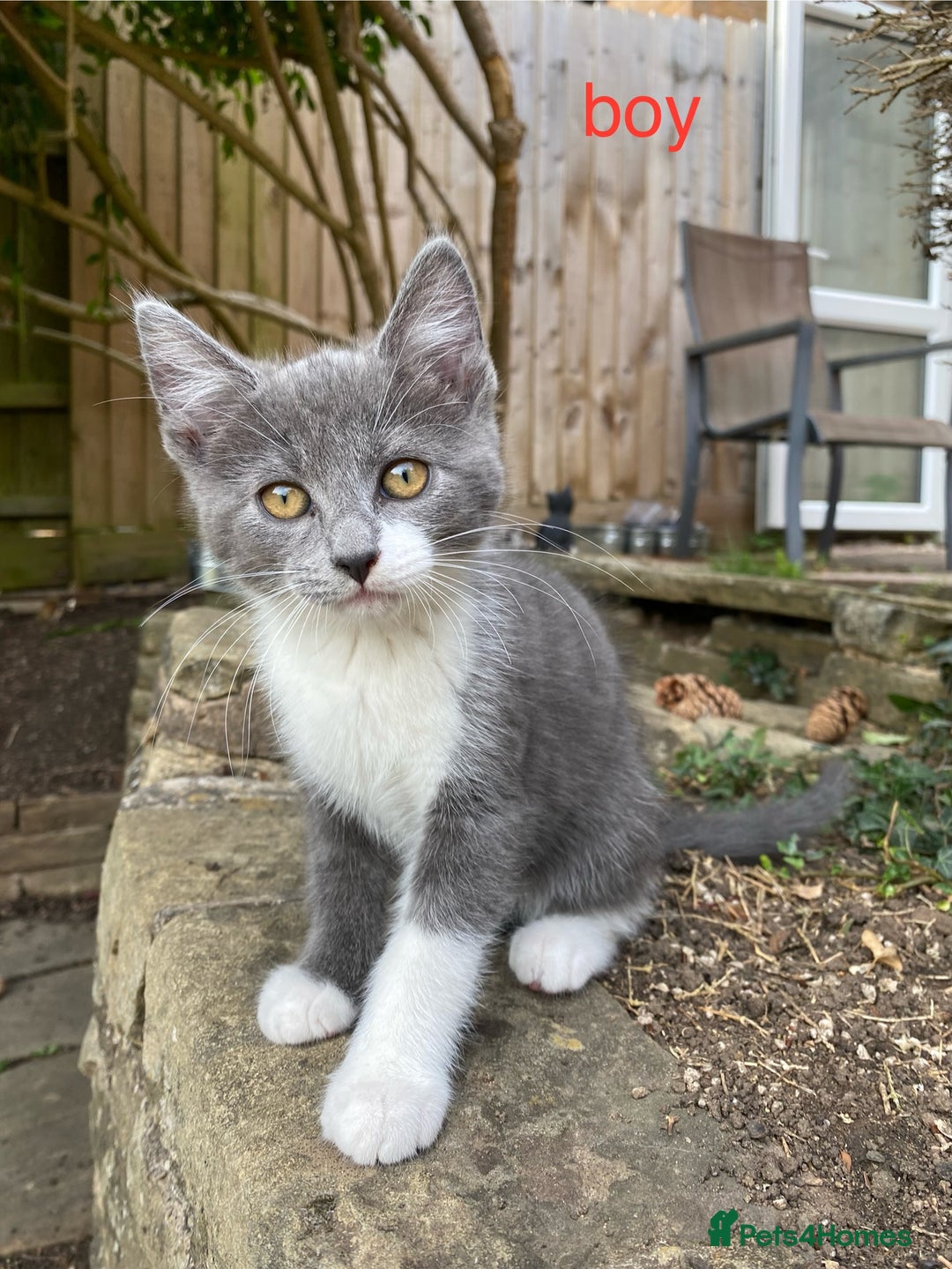 Mixed Breed cats for sale: beautiful kittens - Image 5