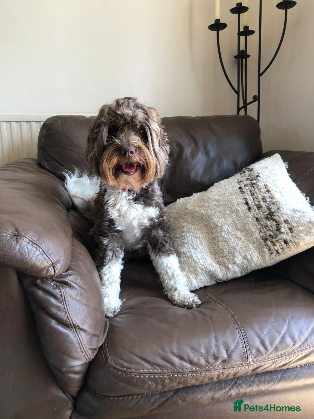 Australian Labradoodle dogs for stud: Proven Miniature Australian Labradoodle Stud  - Advert 6