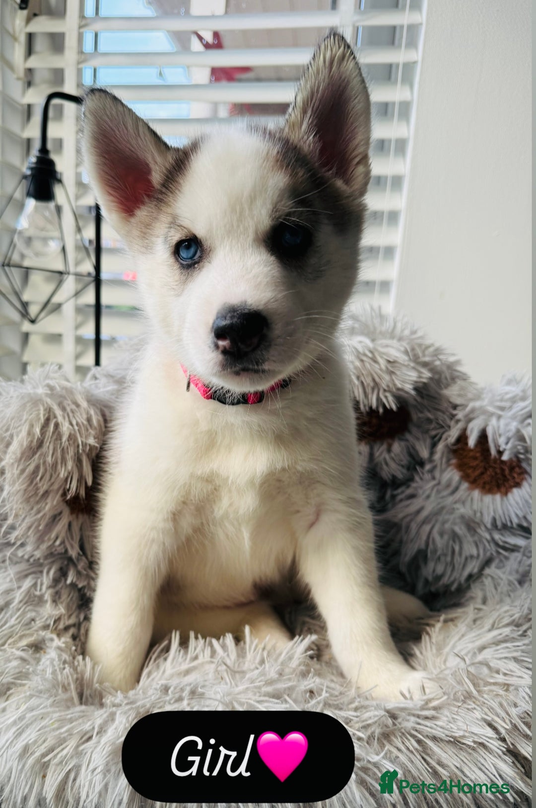 Siberian Husky dogs for sale: Beautiful Siberian Husky Puppies Ready to Reserve - Advert 3