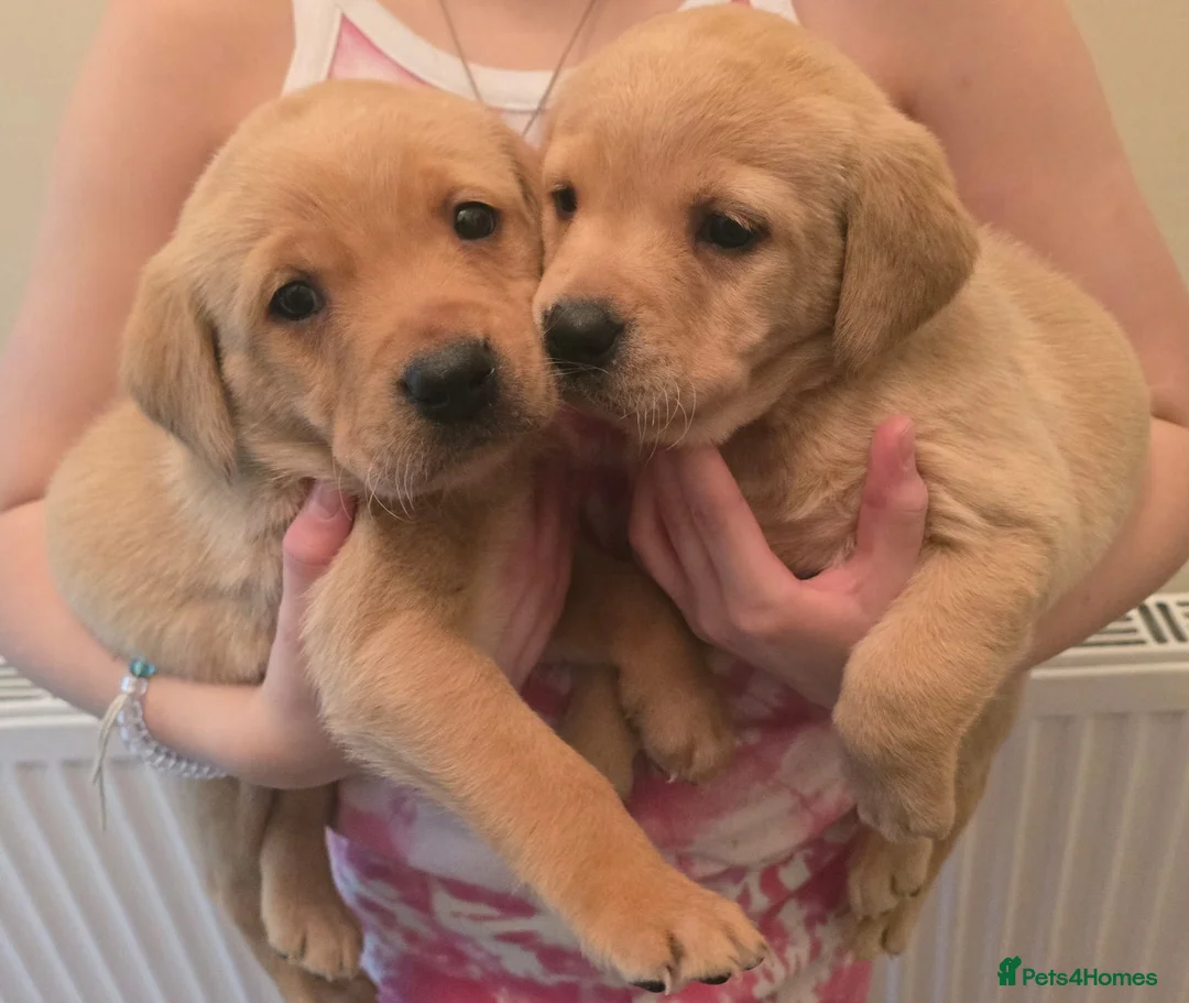 Labrador Retriever dogs for sale: Labrador puppies  in Romford - Advert 1