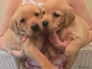 Labrador Retriever dogs Labrador puppies - Advert 1