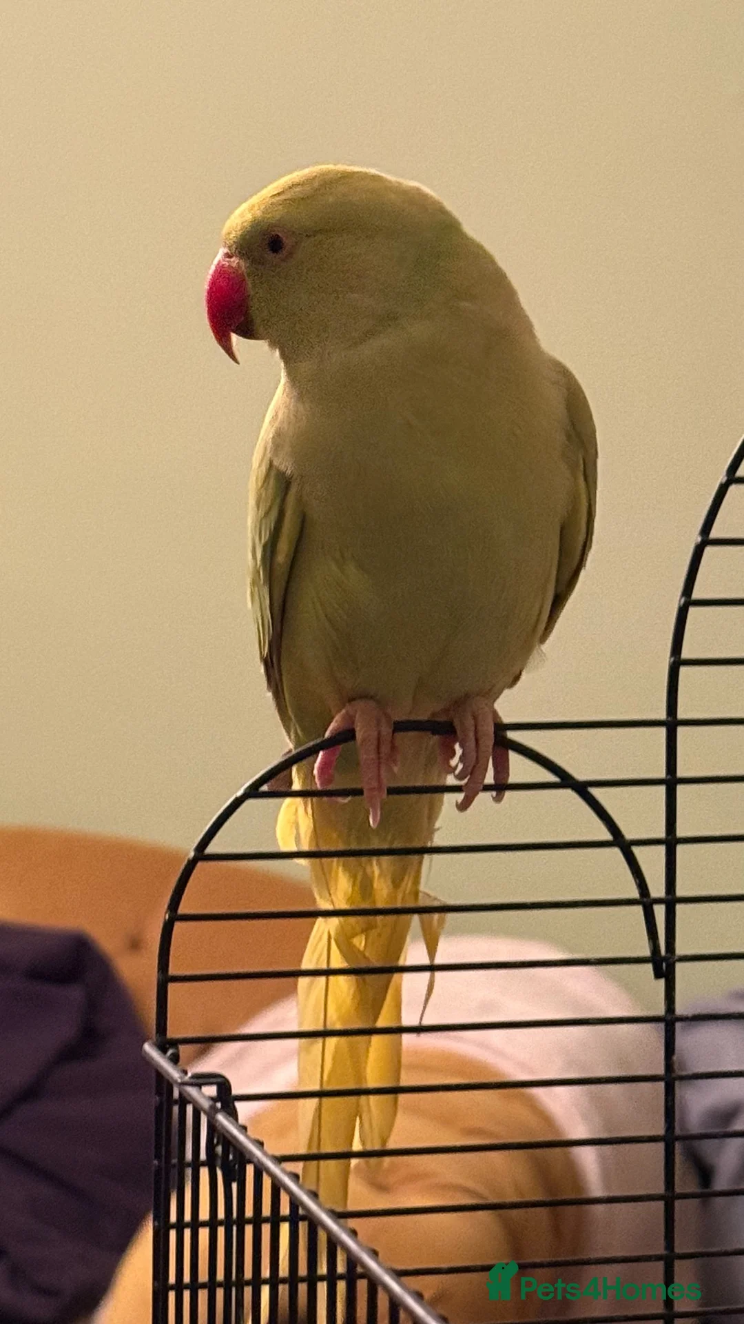 Ringnecks birds for sale: Ringneck  in Halifax - Advert 2