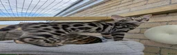 Bengal cats for sale: Male Bengal kitten TICA registered silver  - Advert 16