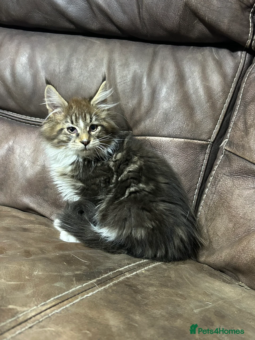 Maine Coon cats for sale: TICA Registered Maine Coon Kittens.  - Advert 1