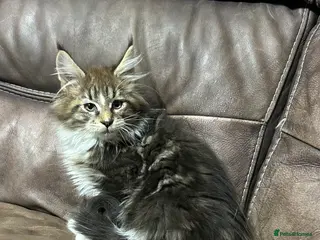 Maine Coon cats TICA Registered Maine Coon Kittens. RESERVE NOW - Advert 7