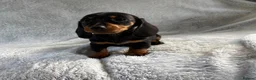 Miniature Dachshund dogs for sale: Miniature dachshund  - Advert 6