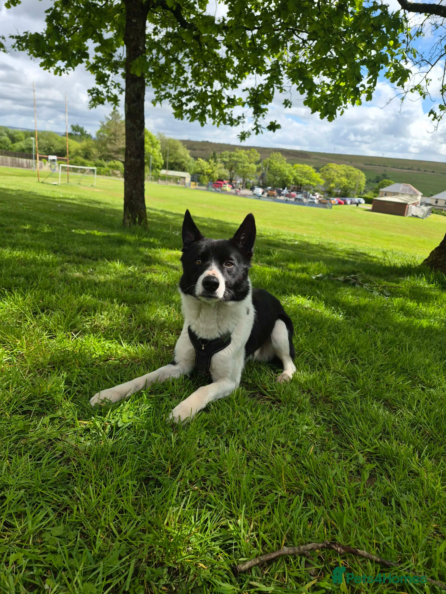 Border Collie dogs 4 year old Border collie for sale  - Advert 5