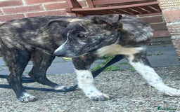 Mixed Breed dogs for adoption: Button - Norwich Norfolk  - Image 12