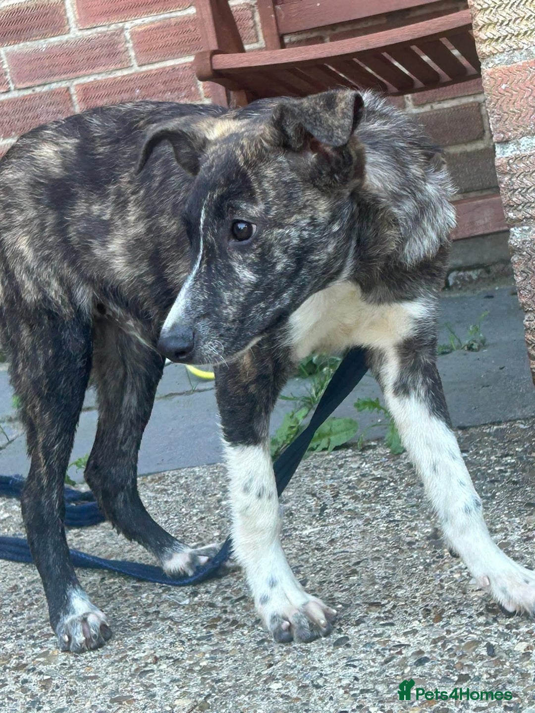 Mixed Breed dogs for adoption: Button - Norwich Norfolk  - Image 12