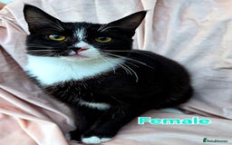 Mixed Breed cats for sale: Mixed Maine Coons Fit Sale - Image 3