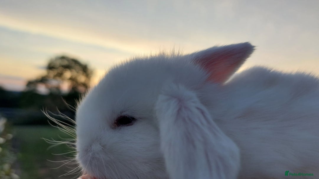 Mini Lop rabbits for sale: 💕Gorgeous purebred mini lops 💕 - Image 12
