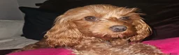 Cavapoo dogs for sale: Tiny toy red cavapoo litter due  - Advert 5