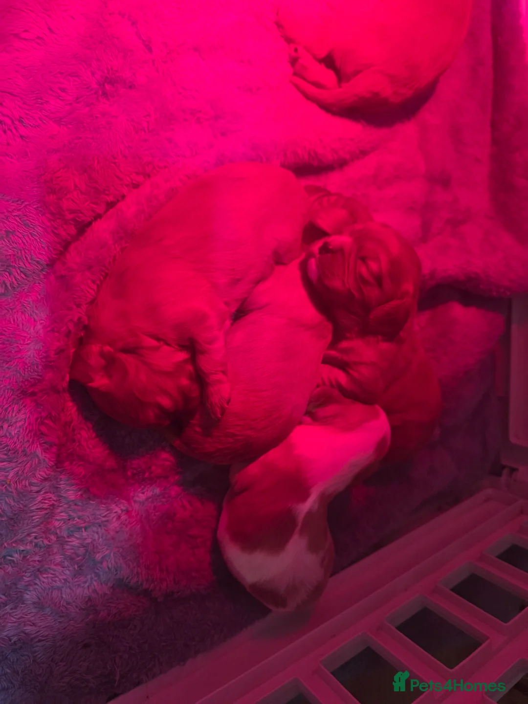 Cavalier King Charles Spaniel dogs for sale: King Charles cavalier  in Liverpool - Advert 2