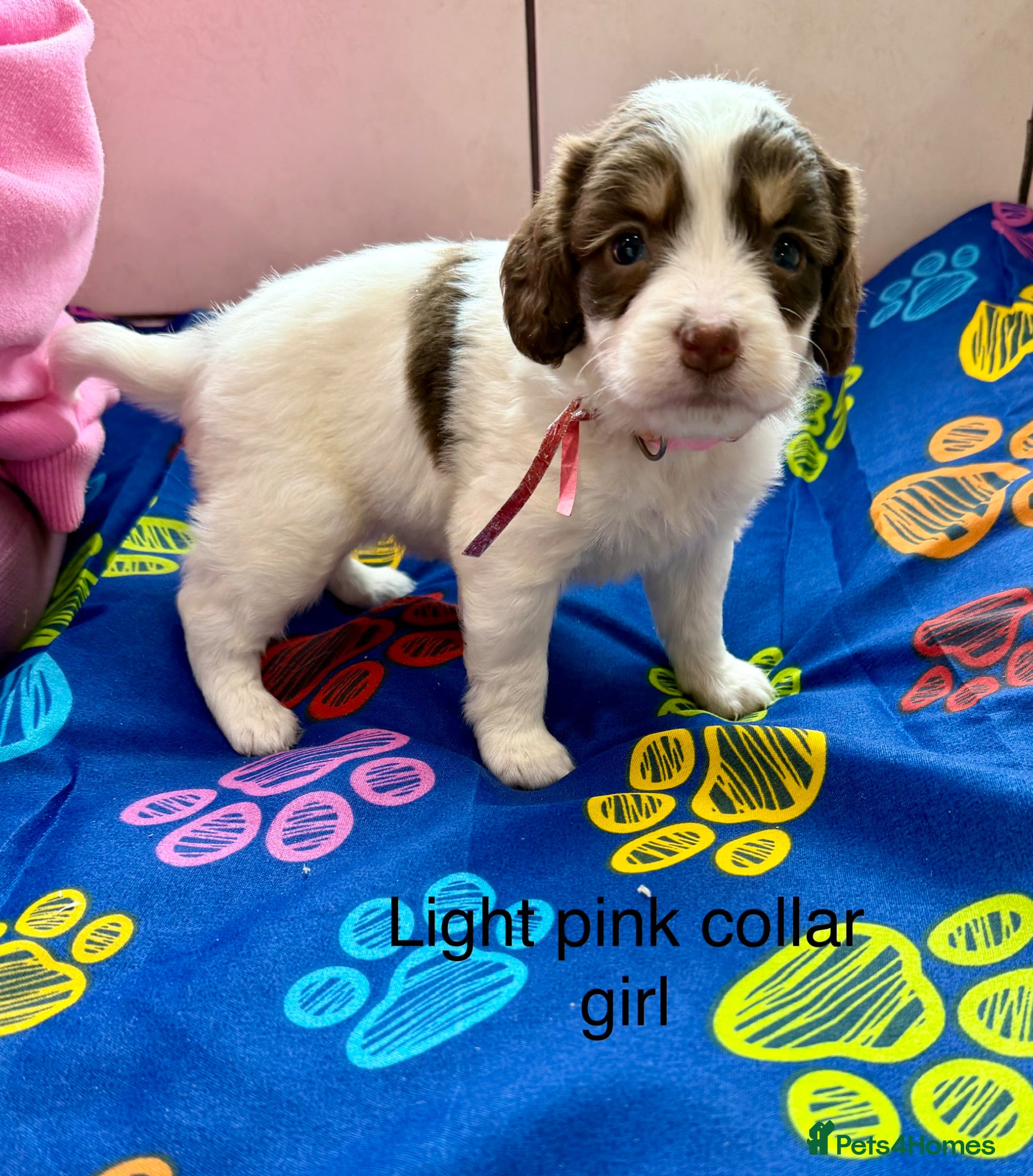 Sproodle dogs Sproodle Puppies from experienced, licensed breedr - Advert 2