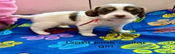 Sproodle dogs for sale: Sproodle Puppies from experienced, licensed breedr - Advert 19