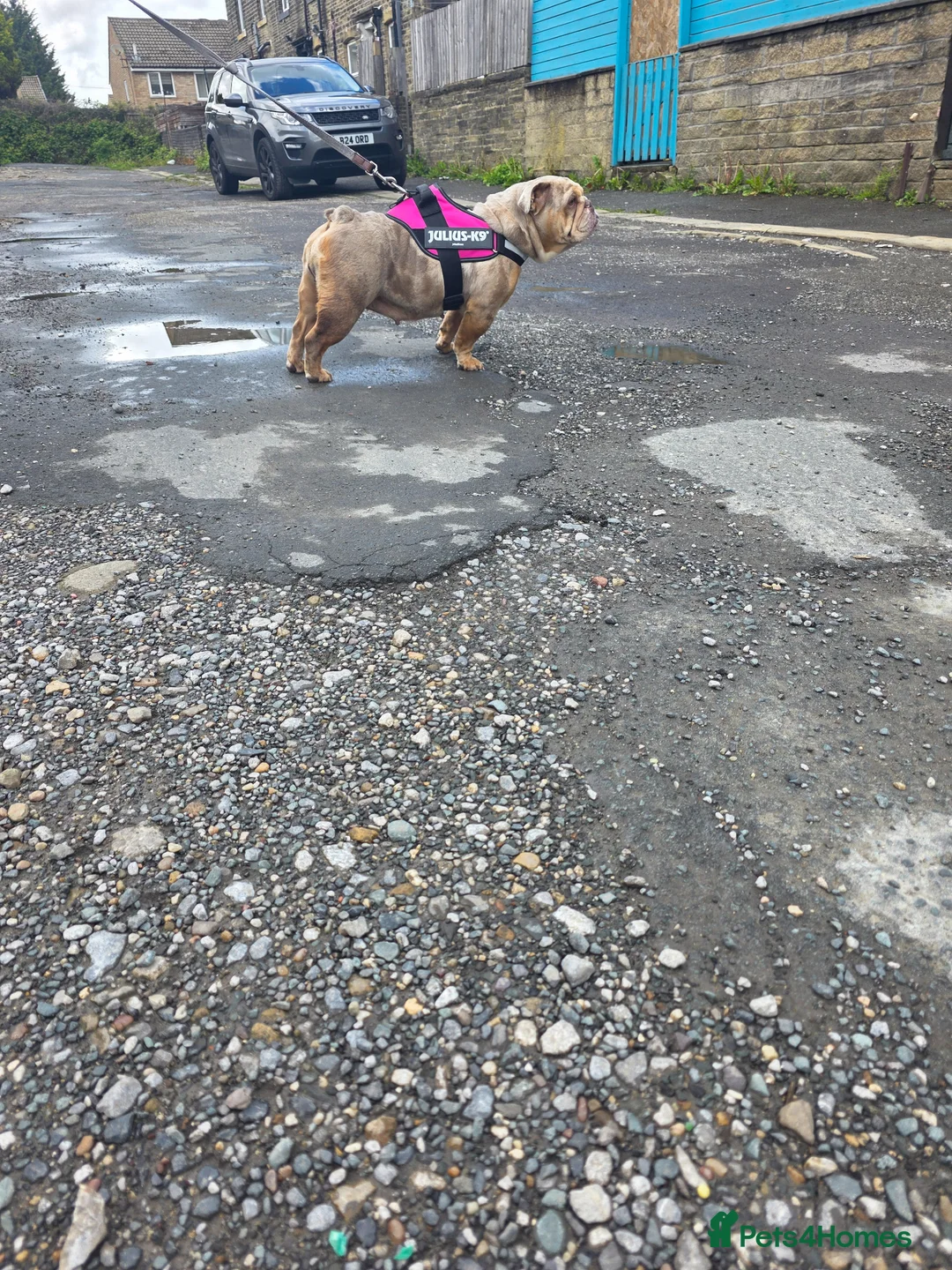 English Bulldog dogs for sale: Heffie english bulldog - Advert 8