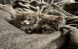 Mixed Breed cats for sale: Grey and white kittens  - Advert 1