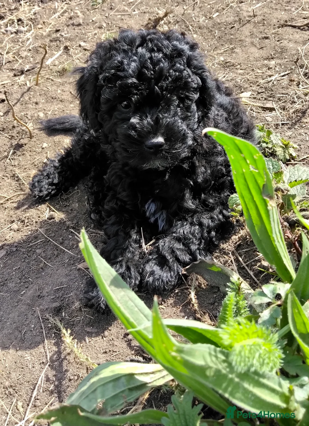Labradoodle dogs for sale: Miniature Labradoodle girl puppies ready now - Advert 2