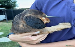 Cocker Spaniel dogs for sale: Show cocker spaniels  - Image 18