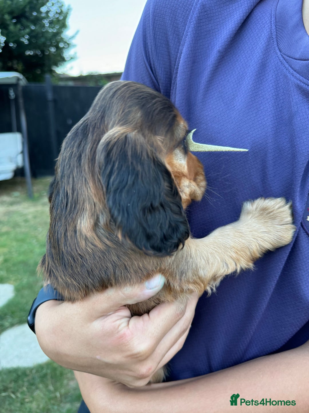 Cocker Spaniel dogs for sale: Show cocker spaniels  - Image 18