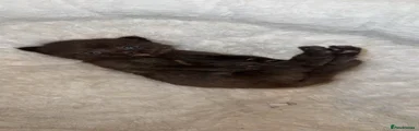 Scottish straight