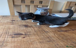 Mixed Breed cats for sale: 7 kittens ready for their forever home - Image 12