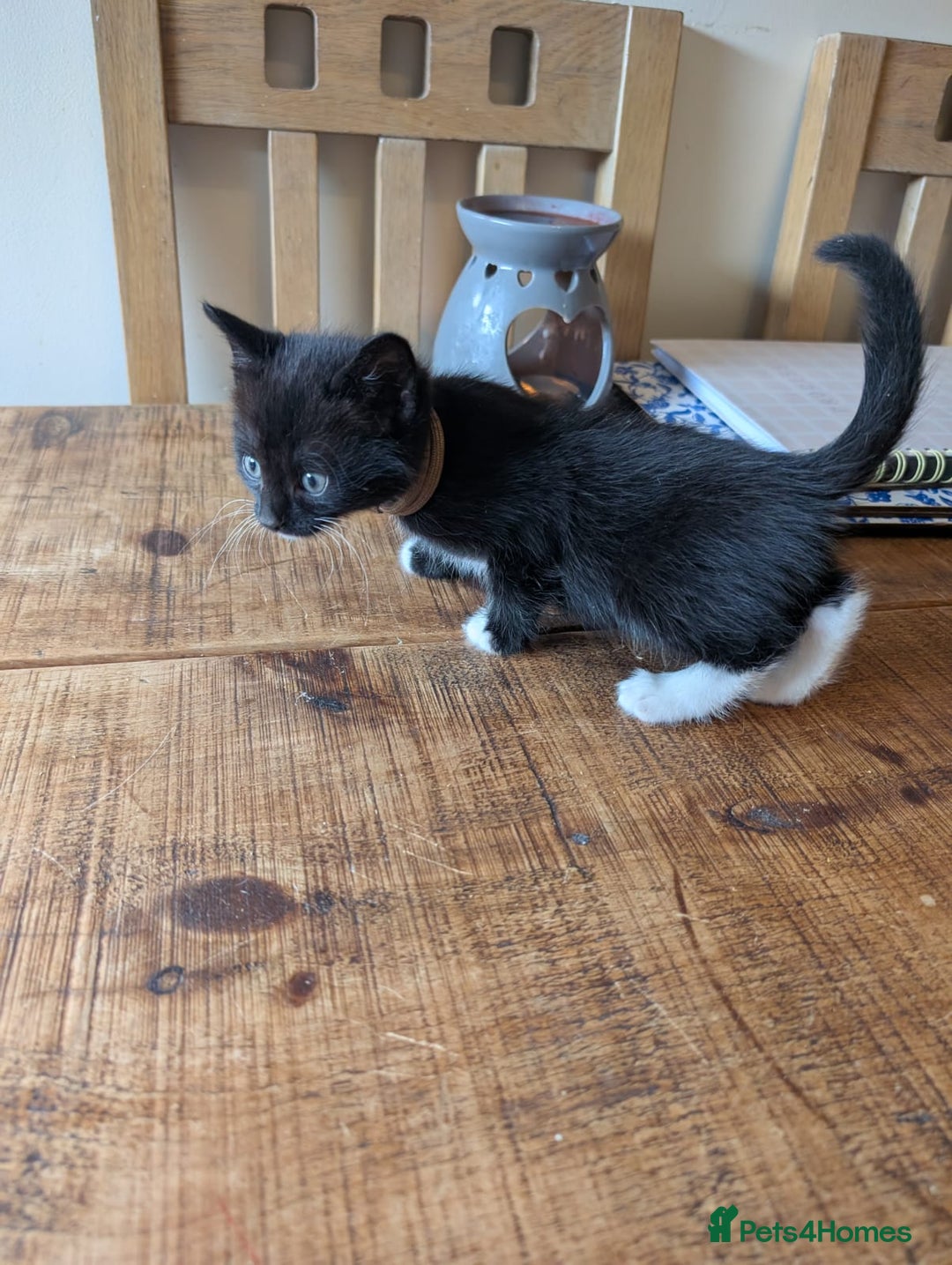 Mixed Breed cats for sale: 7 kittens ready for their forever home - Image 12